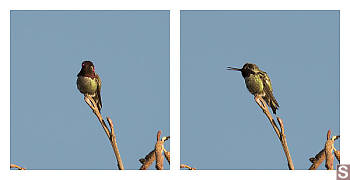Male Annas At Top Of Tree