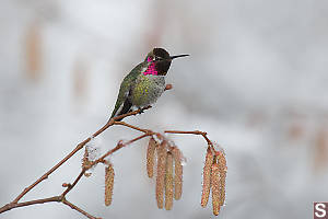 Puffed Up Male Annas