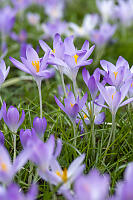 Crocus Pushing Up Through Grass