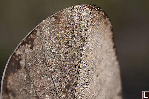 Skeletonized Leaf