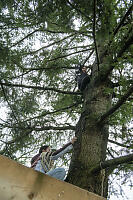 Climbing Tree To Hang Owl Box