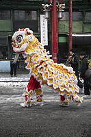 Lion Walking To Start