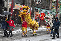 Walking Lions In The Snow
