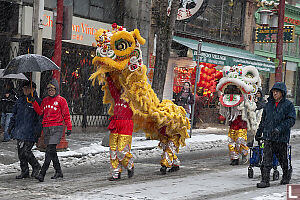 Walking Lions In The Snow
