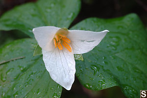 Trillium