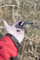 Chickadee In Hand