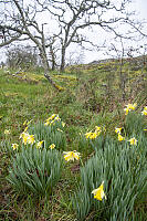 Daffodils In Uplands Park