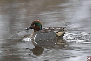 Green Winged Teal With Somewhere To Go