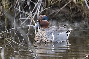 Green Winged Teal