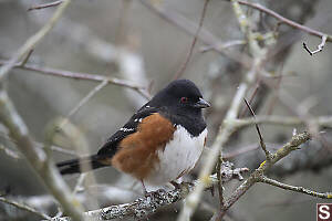 Spotted Towhee