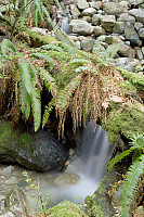Ferns On Log