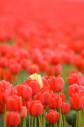 Single Yellow Flower