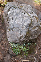 Rock Shelters Stonecrop And Ferns
