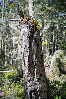Salal Growing From Woodpecker Hollows