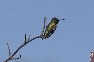 Male Annas Hummingbird