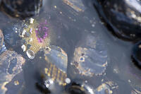 Aggregating Anenome Between Mussels