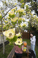 Dogwood In Back Yard