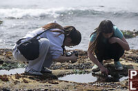 Kids Looking In Tide Pool