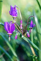 Darker Purple Shooting Stars