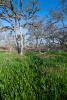 Shooting Stars Under Garry Oaks