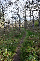 Trail With Fawn Lilies