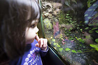 Claira And The Council Of Frogs