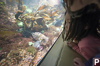 Nara Looking At Fish