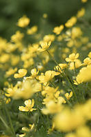 Roadside Buttercup