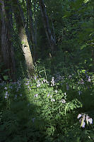 Bright Spot On Patch Of Pacific Bleeding Heart