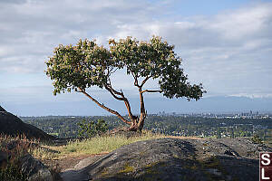 Arbutus On Ridge