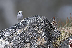 Chipping Sparrow On Rock Outcrop