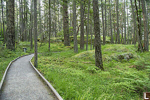 Douglas Fir Forest
