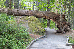 Fallen Tree Made Tunnel