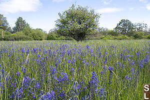 Field Of Camas At Uplands Park