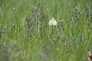 One Meadow Deathcamas In Field