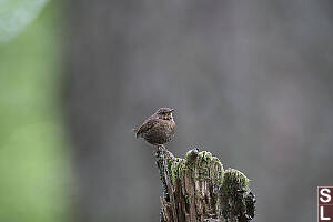 Pacific Wren On Snag