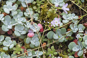 Small-leaved Blinks Growing With Broadleaf Stonecrop