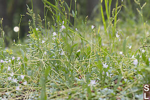 Small Plants In Thin Soils