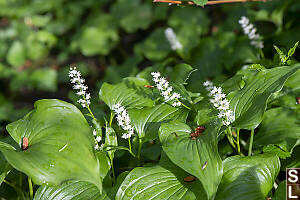 Western Lily Of The Valley