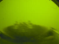 Dungeness Crab Visiting