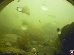 Shiner Surfperch Close