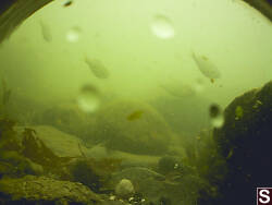 Shiner Surfperch