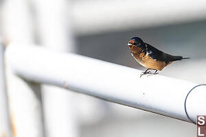 Swallow Facing Forward On Railing