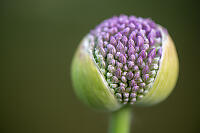 Allium Flower Opening