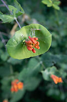 Honeysuckle