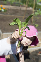 Nara Picked Radish