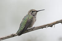 Female Annas On Blackberry