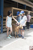 Nice To Have Your Own Goat