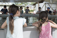 Watching Fish Come By