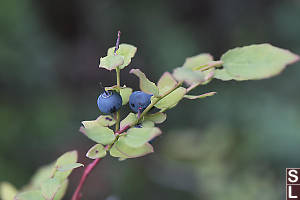Blue Berries